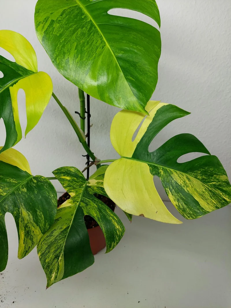 Monstera Aurea