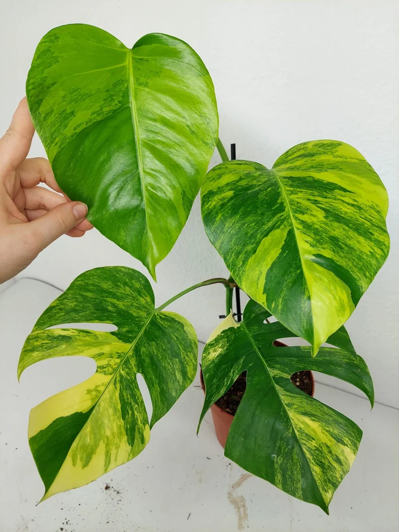 Monstera Aurea