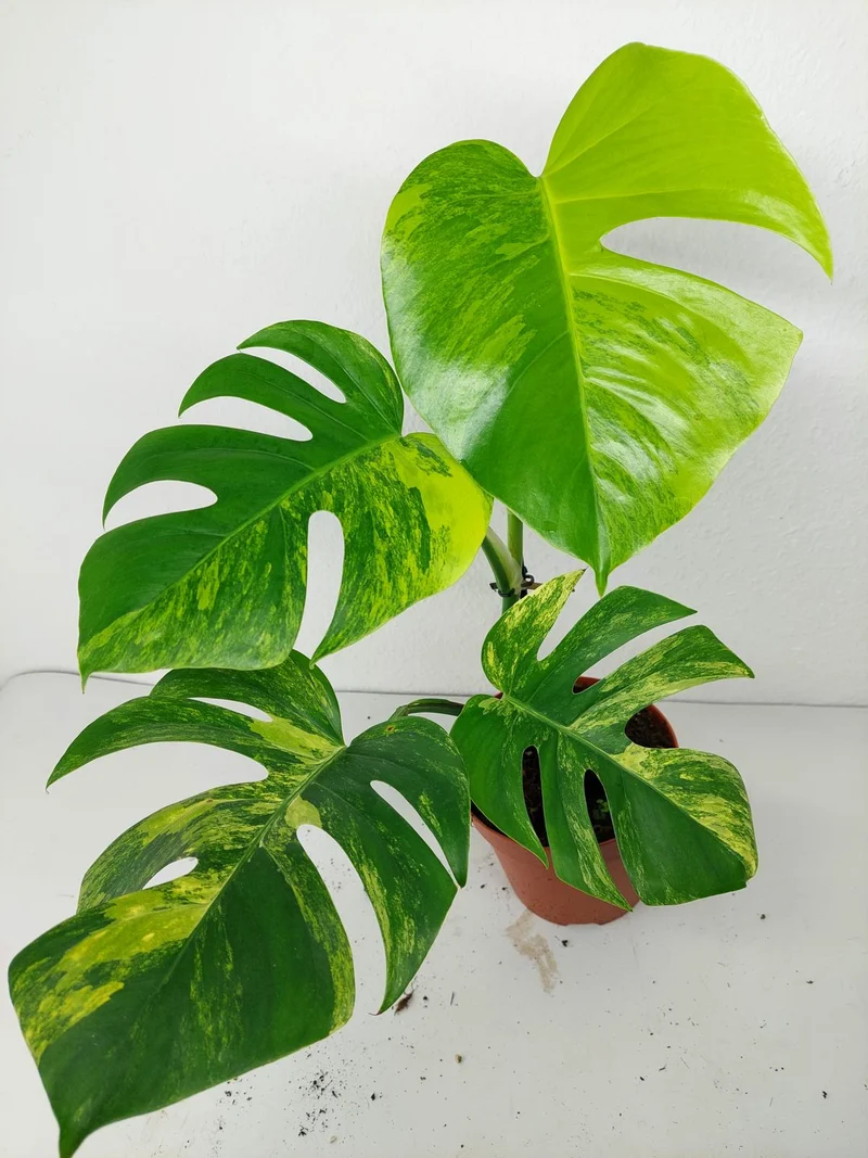 Monstera Aurea