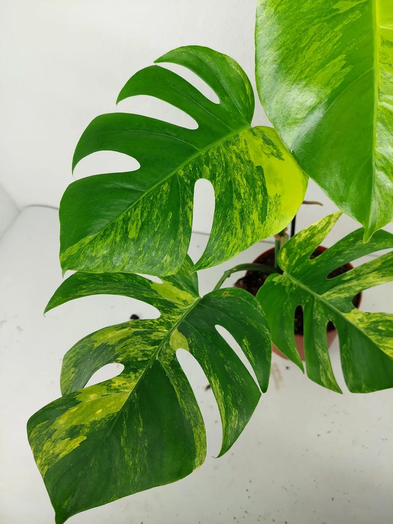 Monstera Aurea