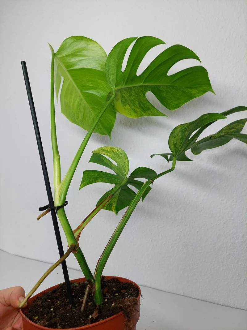 Monstera Aurea