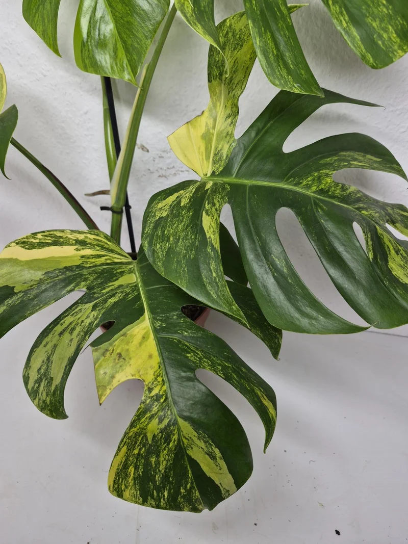 Monstera Aurea