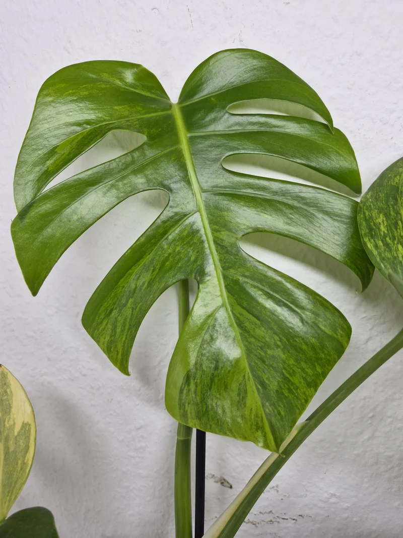 Monstera Aurea