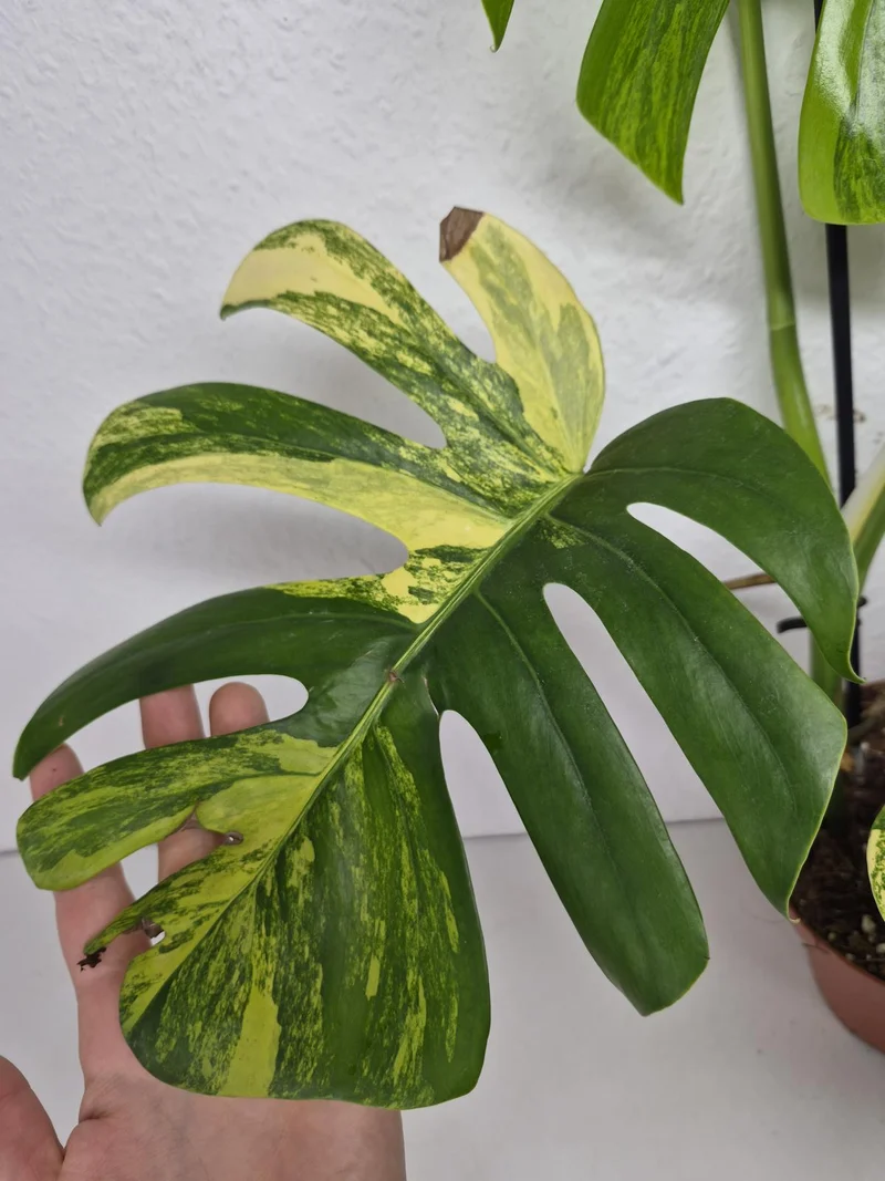 Monstera Aurea