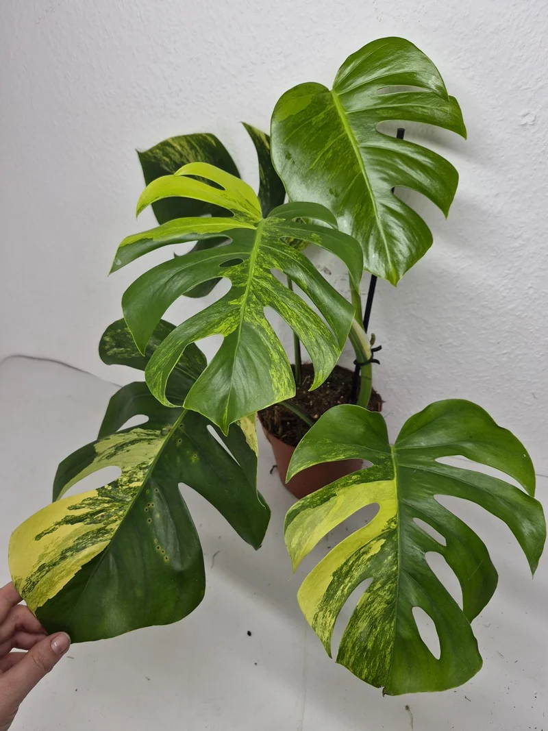 Monstera Aurea