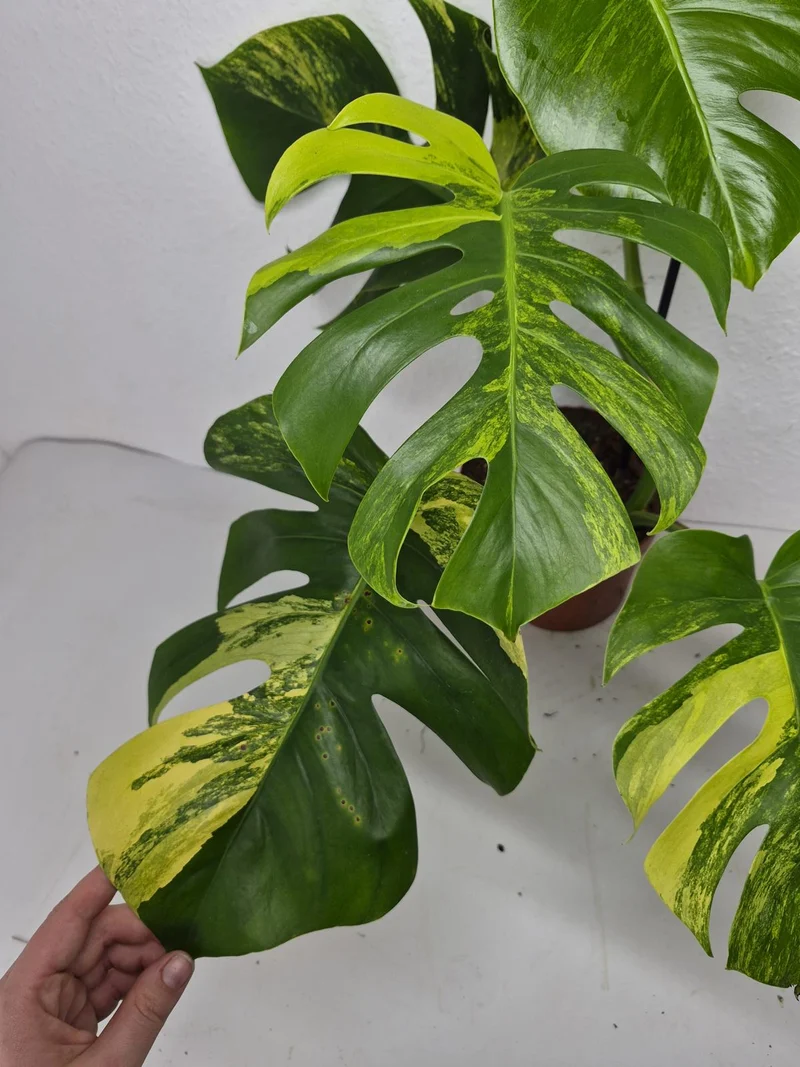 Monstera Aurea