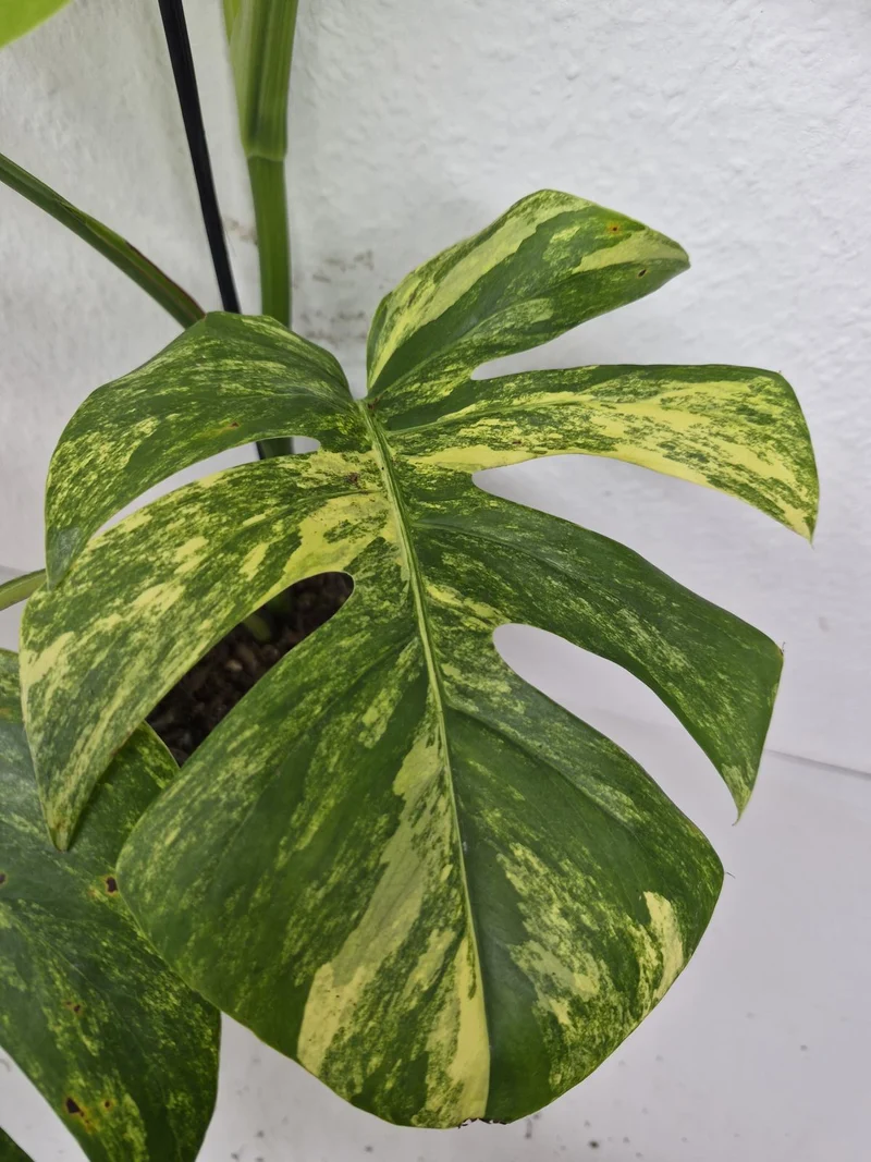Monstera Aurea