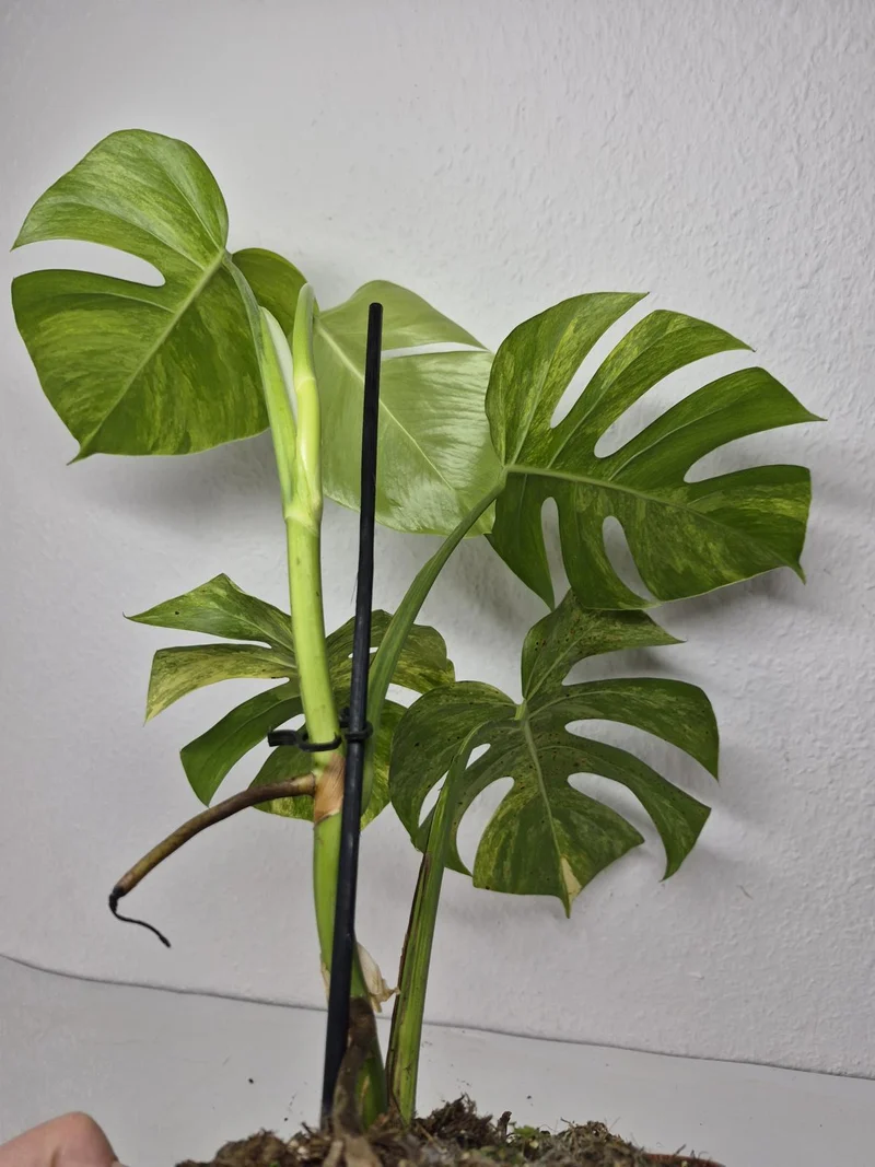 Monstera Aurea