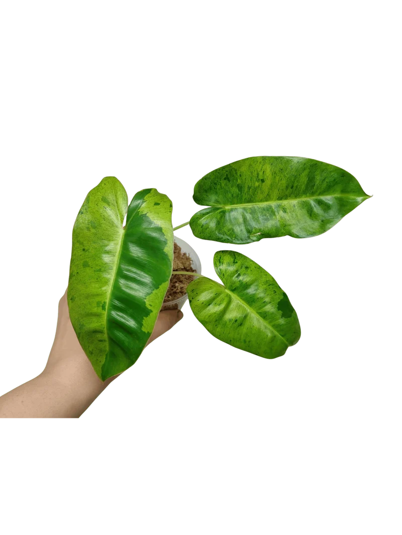 Philodendron Burle Marx Verde
