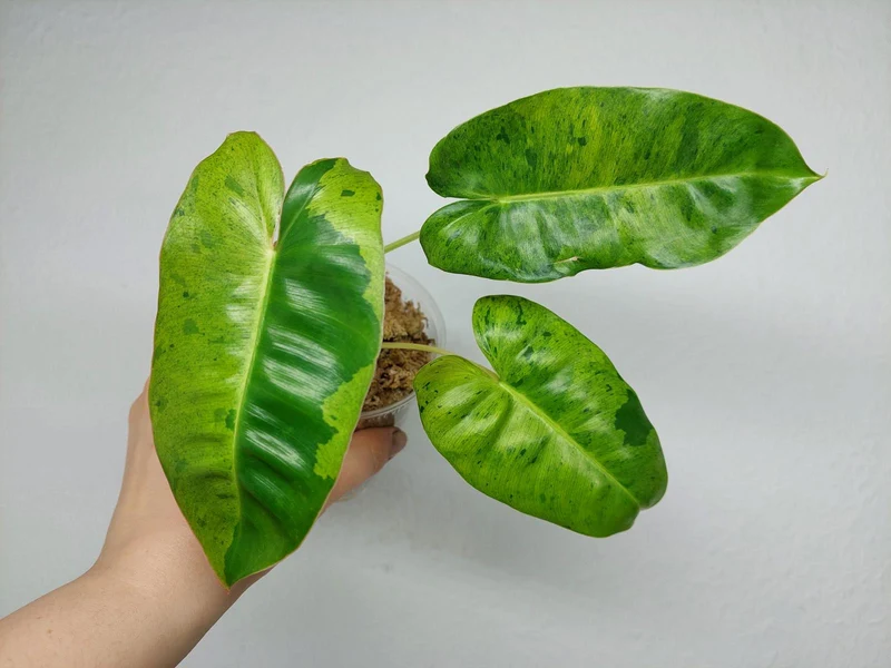 Philodendron Burle Marx Verde
