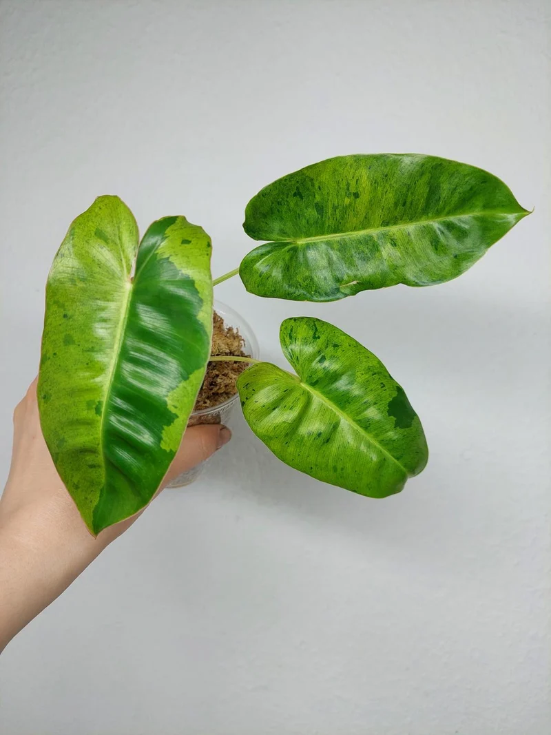 Philodendron Burle Marx Verde