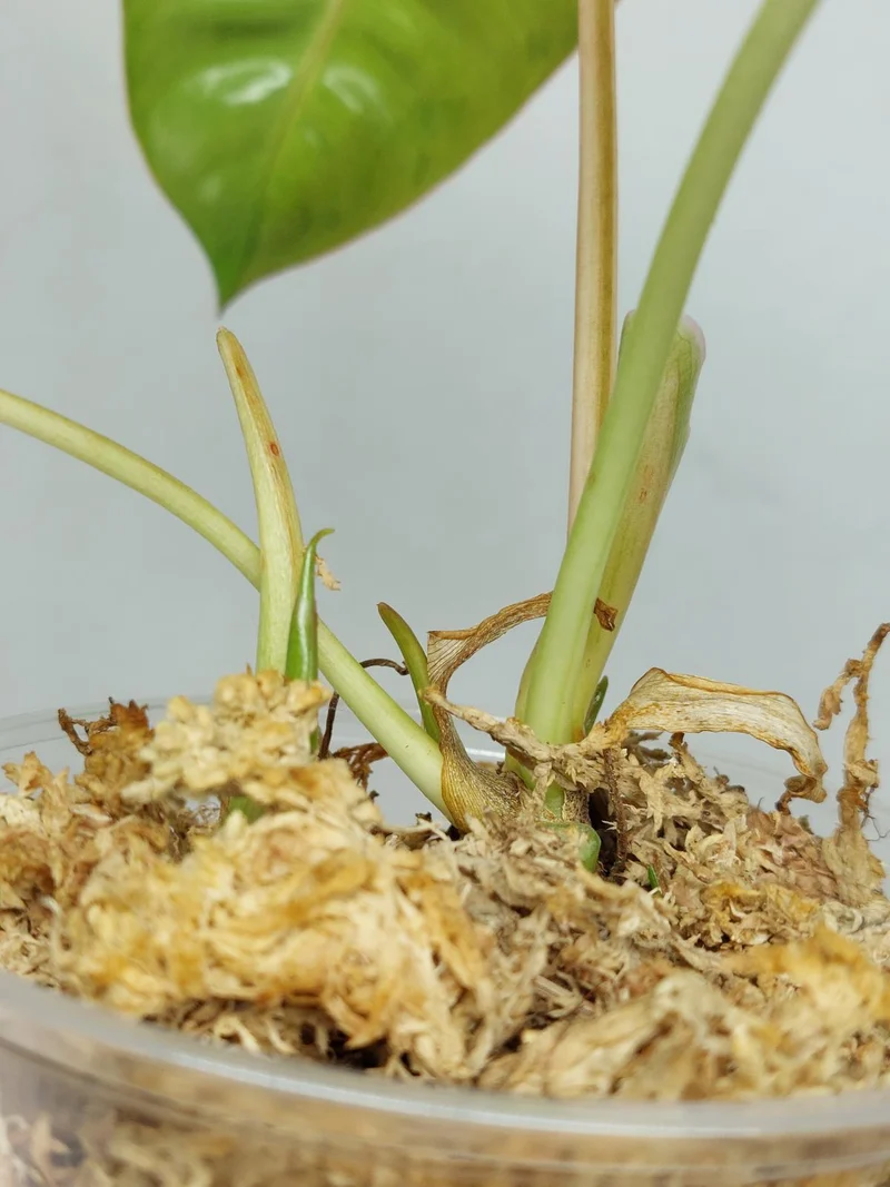 Philodendron Burle Marx Verde