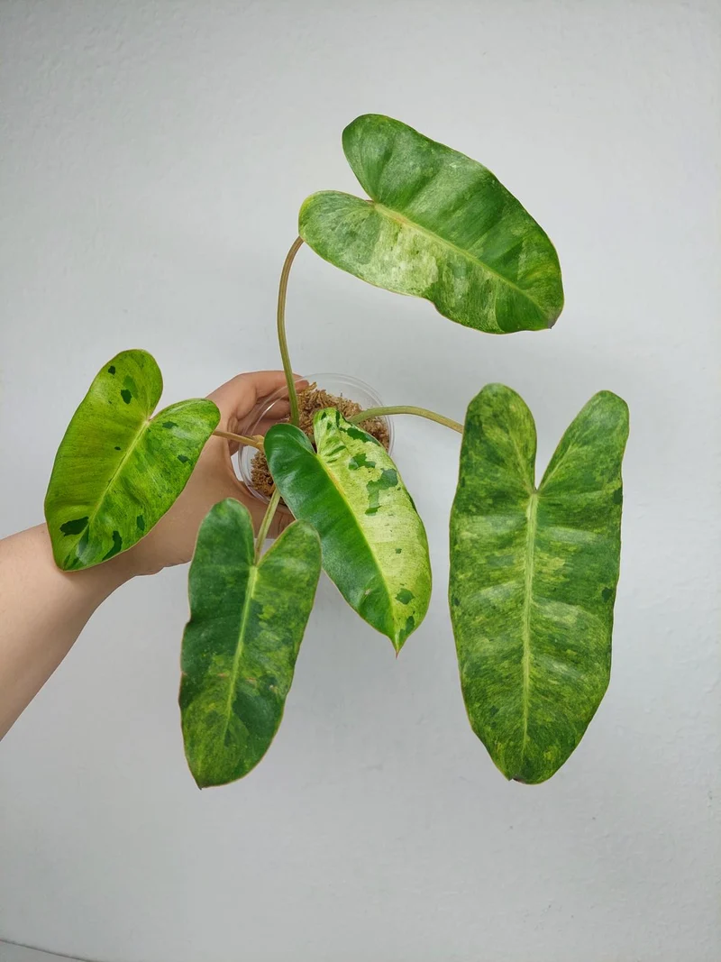 Philodendron Burle Marx Verde