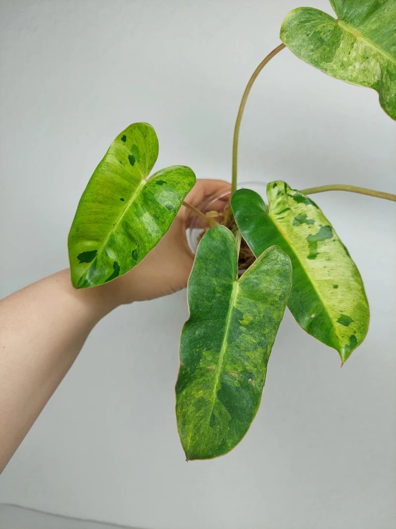 Philodendron Burle Marx Verde