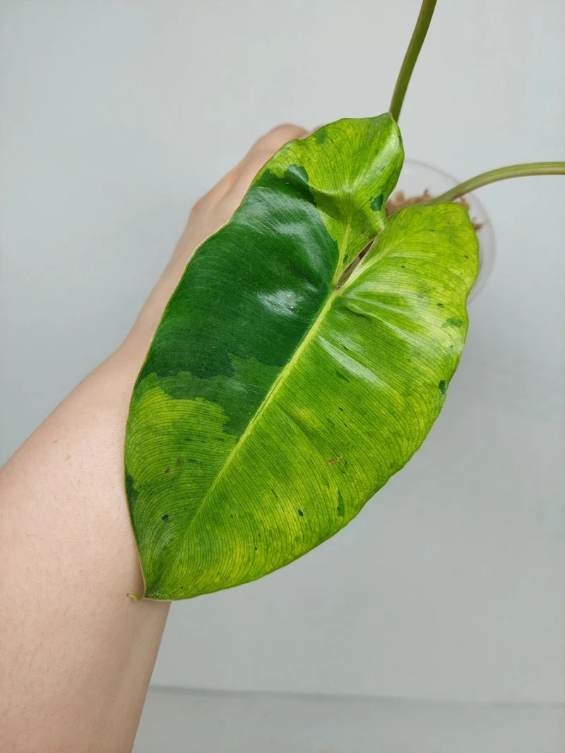 Philodendron Burle Marx Verde