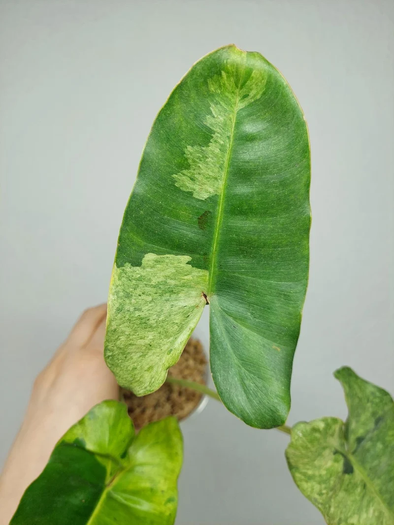 Philodendron Burle Marx Verde