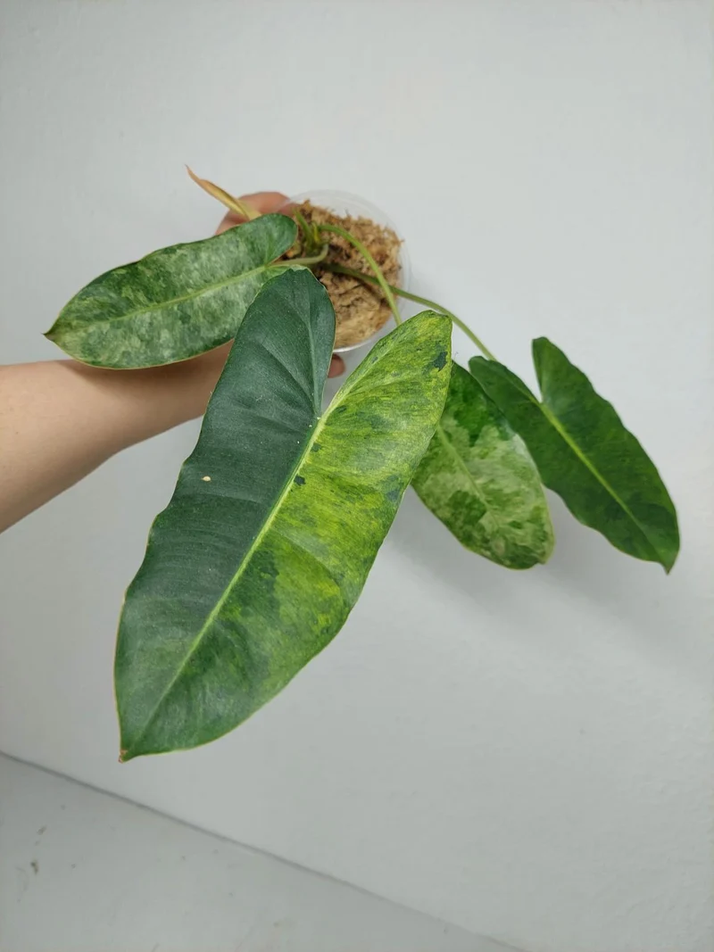 Philodendron Burle Marx Verde