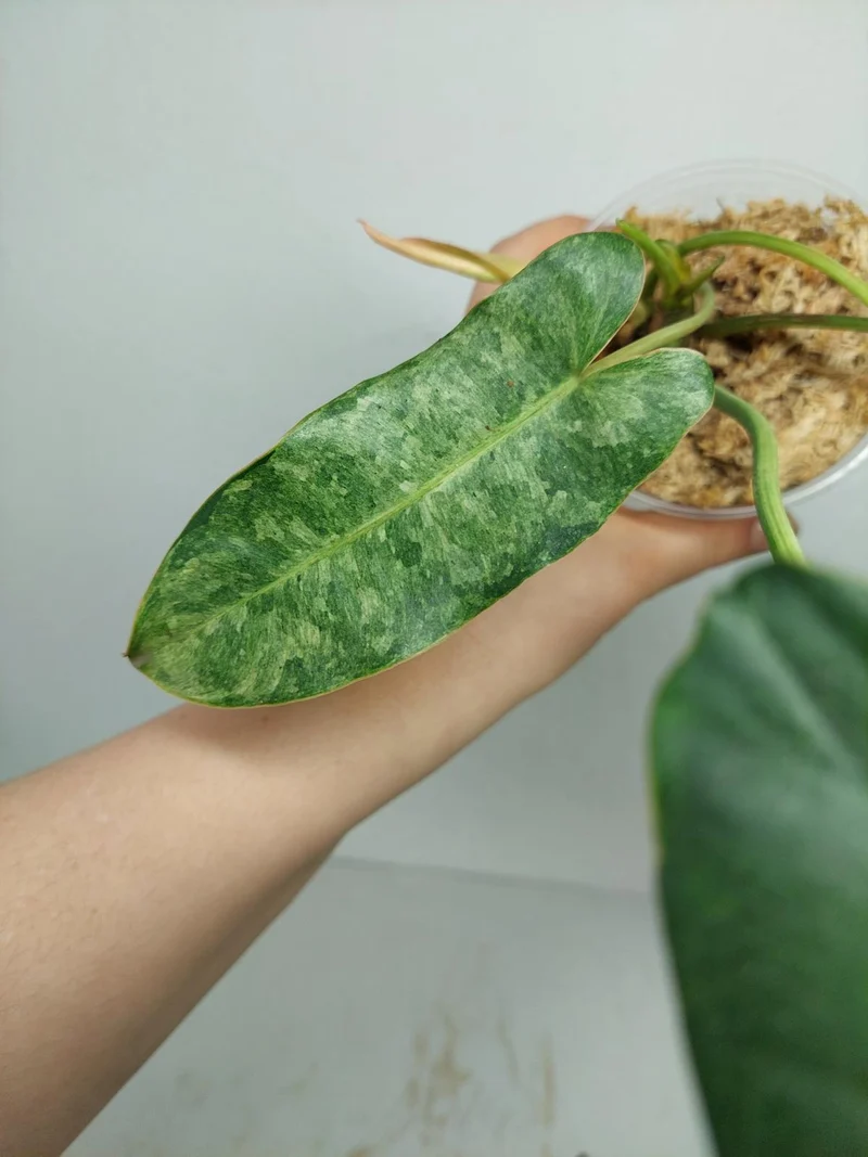 Philodendron Burle Marx Verde