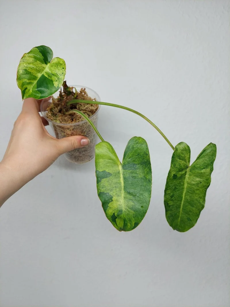 Philodendron Burle Marx Verde