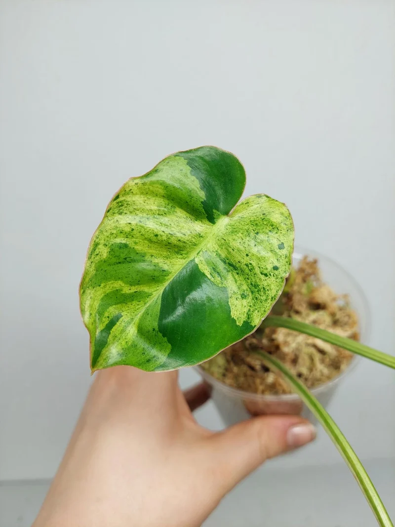 Philodendron Burle Marx Verde