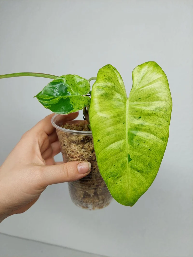 Philodendron Burle Marx Verde