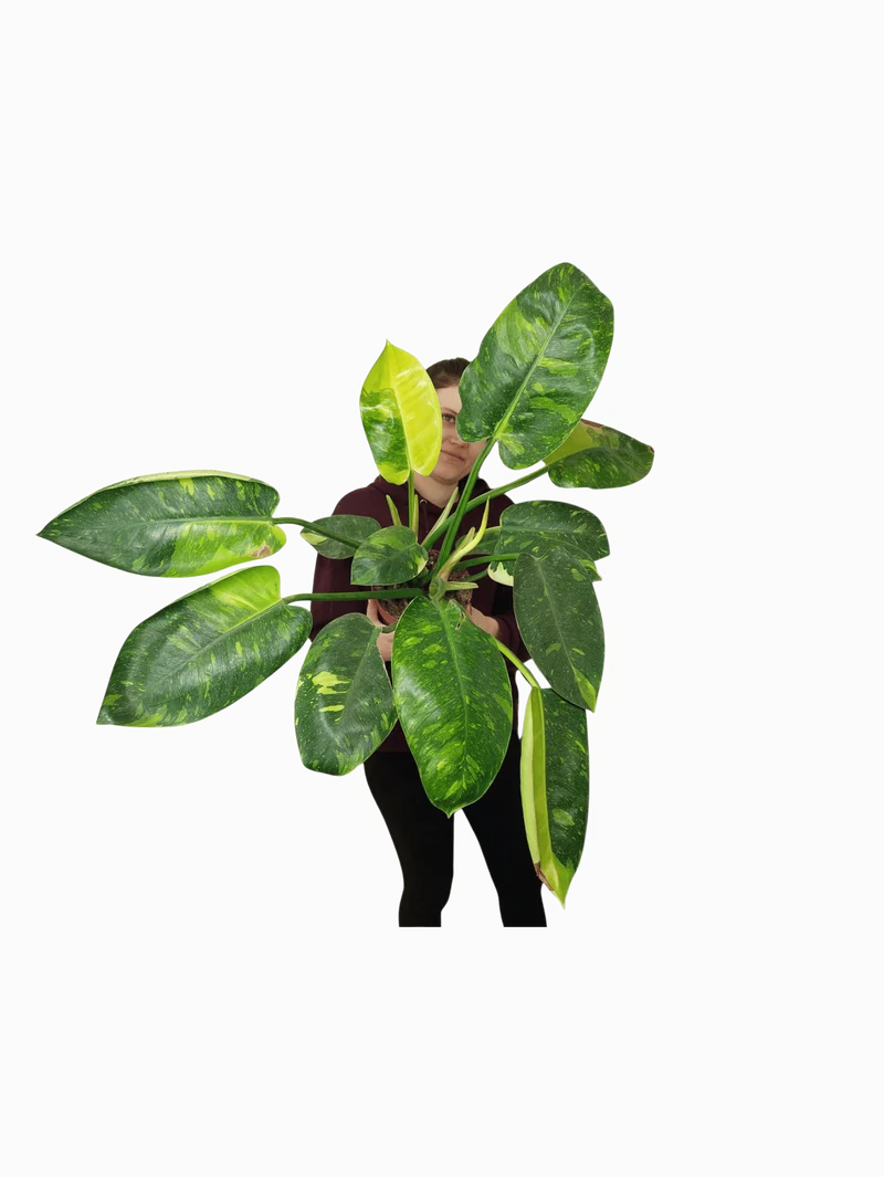 Philodendron Green Congo Variegata groß