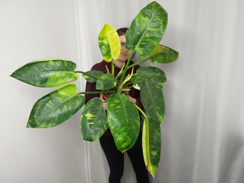 Philodendron Green Congo Variegata groß