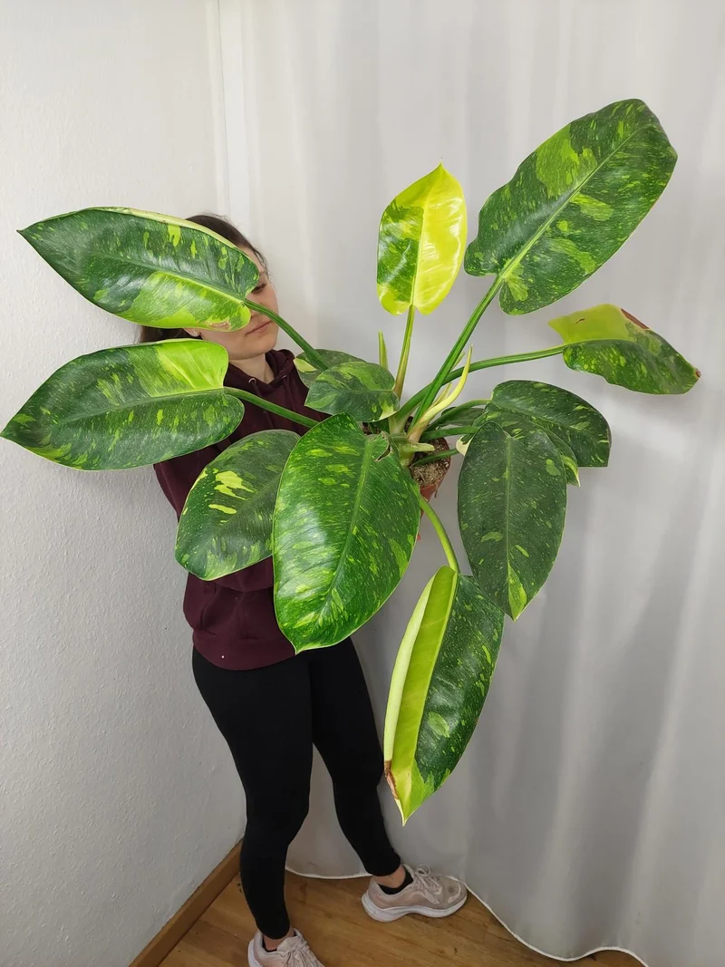 Philodendron Green Congo Variegata groß