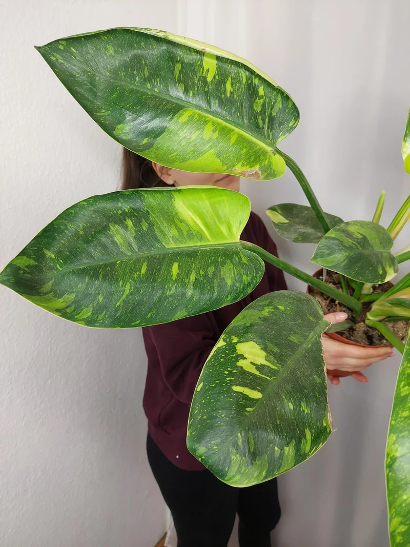 Philodendron Green Congo Variegata groß