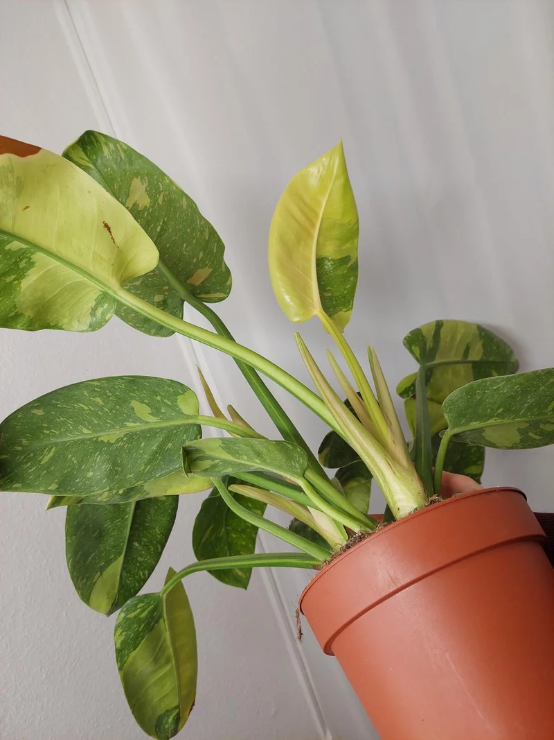 Philodendron Green Congo Variegata groß