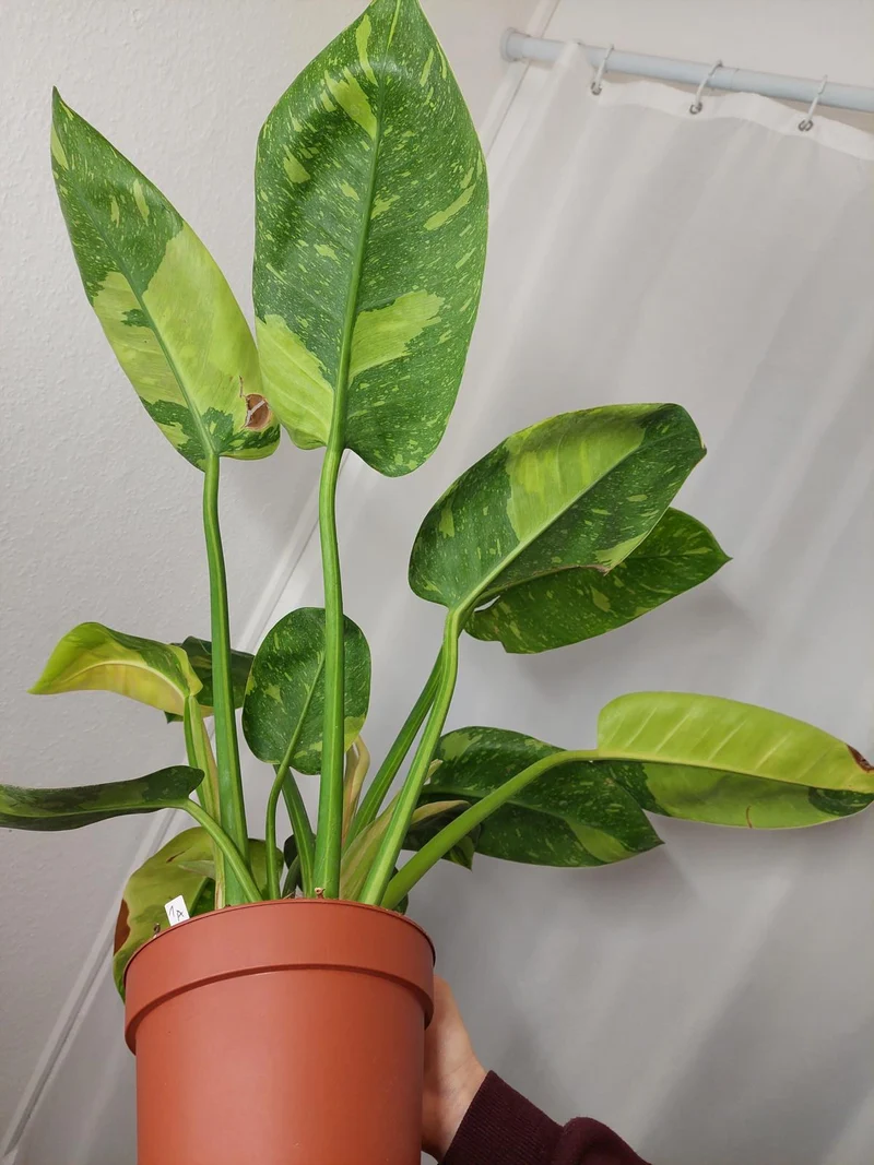 Philodendron Green Congo Variegata groß