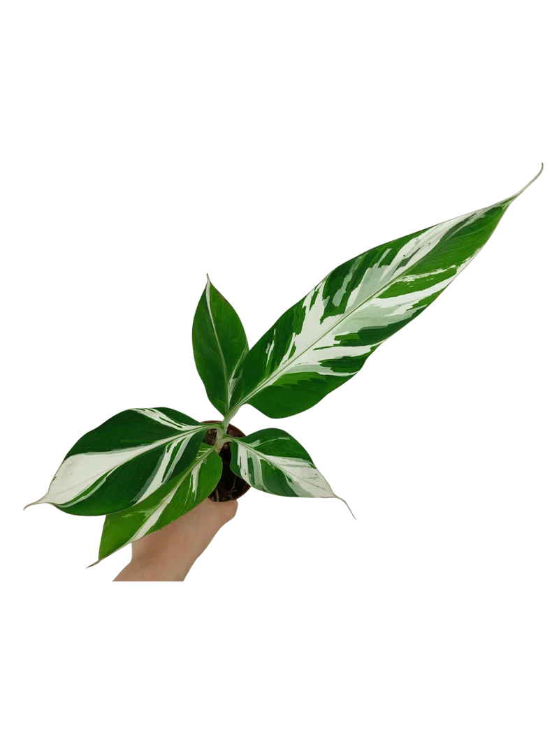 Musa Aeae Kuikawa Variegata