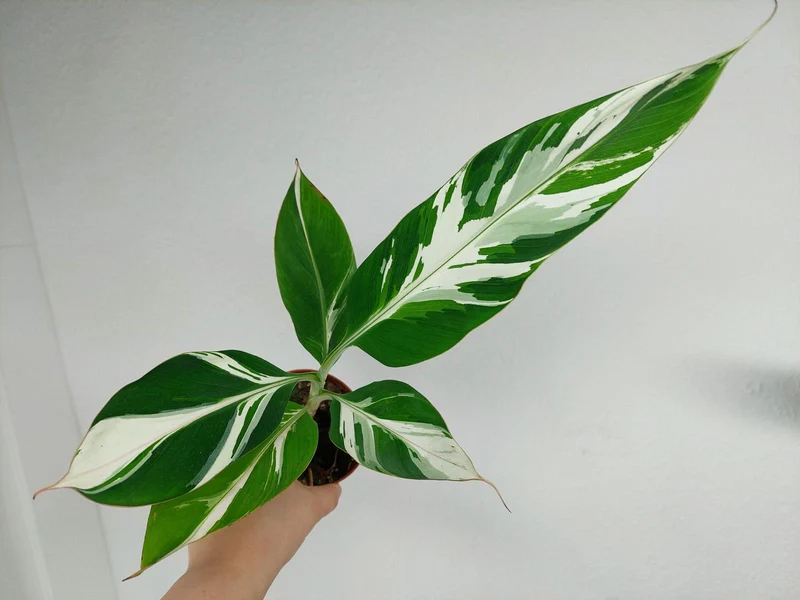 Musa Aeae Kuikawa Variegata