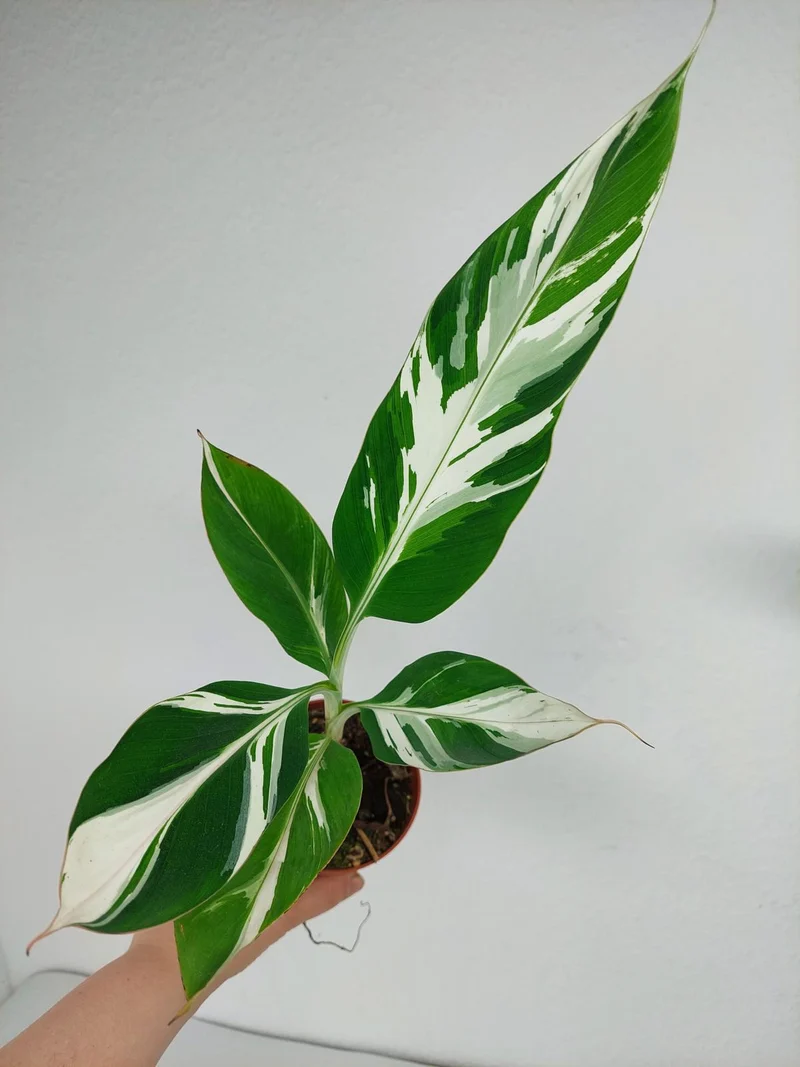 Musa Aeae Kuikawa Variegata