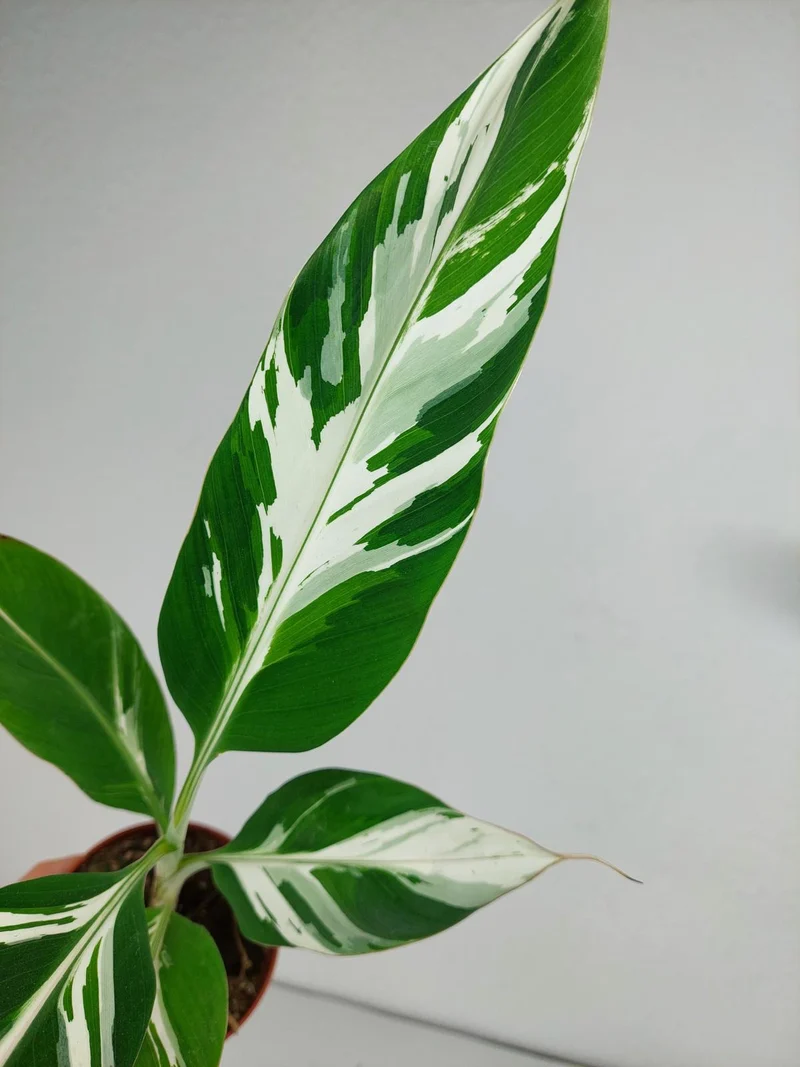 Musa Aeae Kuikawa Variegata