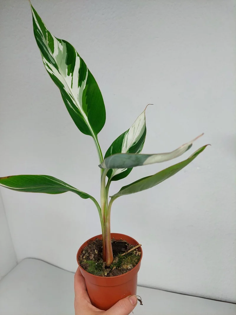 Musa Aeae Kuikawa Variegata