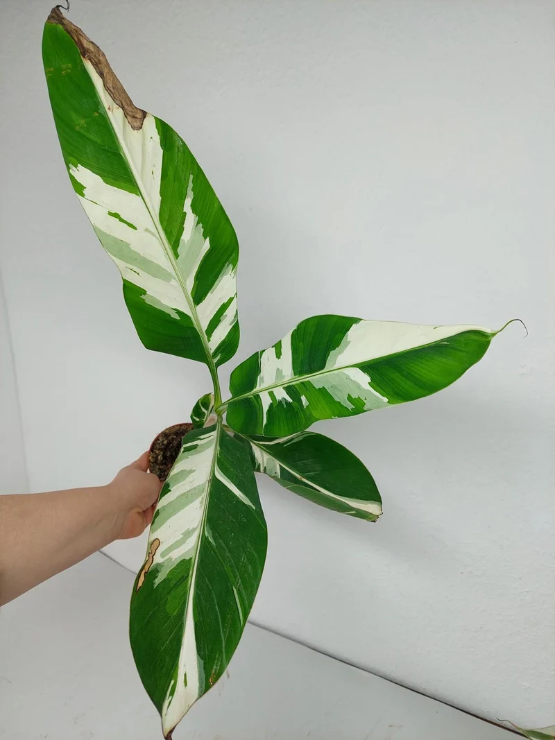 Musa Aeae Kuikawa Variegata