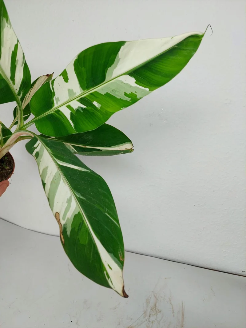 Musa Aeae Kuikawa Variegata