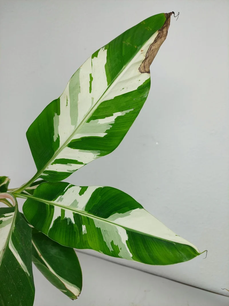 Musa Aeae Kuikawa Variegata