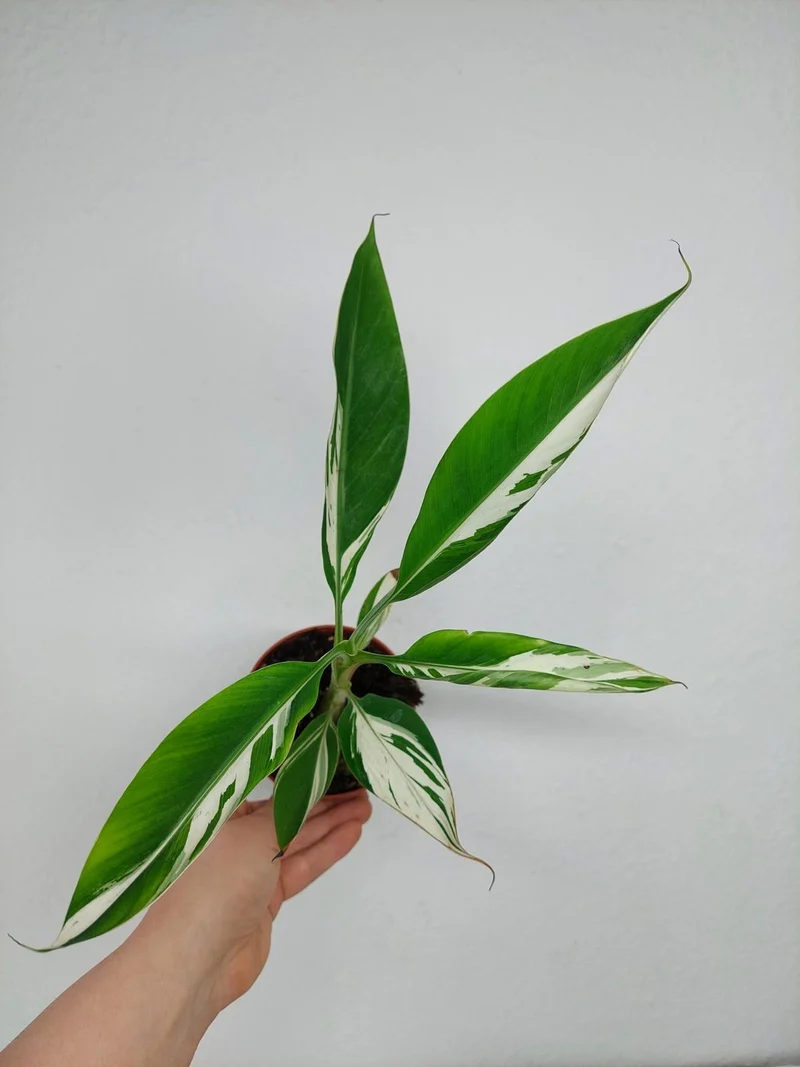 Musa Aeae Kuikawa Variegata