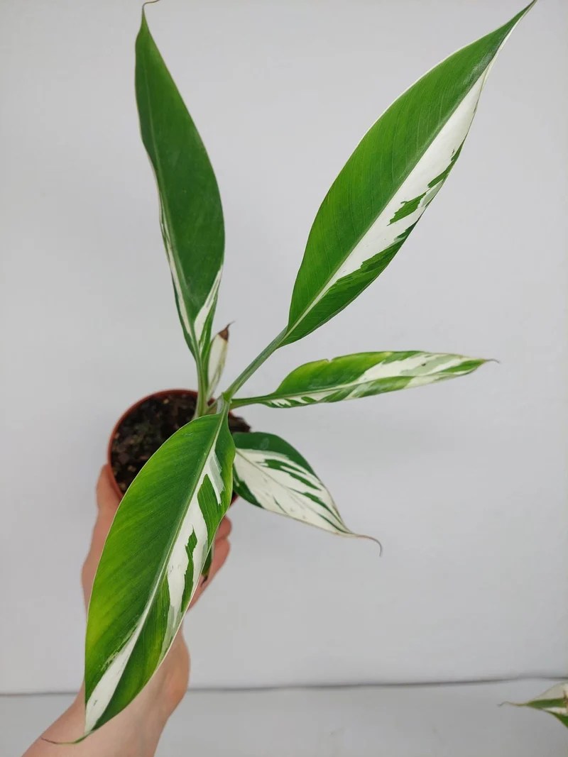 Musa Aeae Kuikawa Variegata