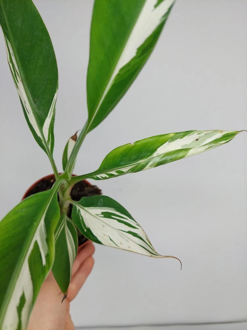 Musa Aeae Kuikawa Variegata