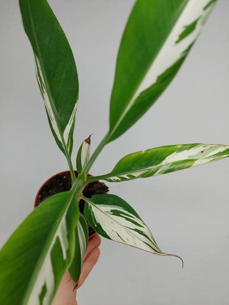 Musa Aeae Kuikawa Variegata