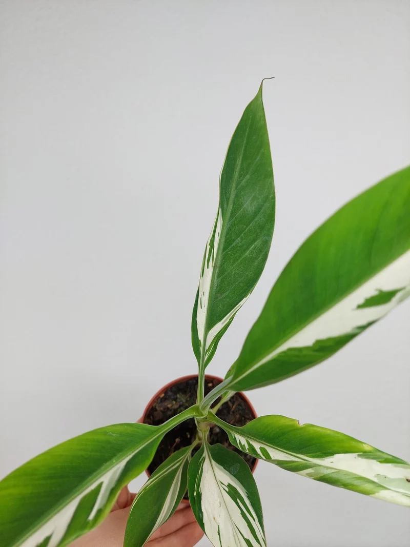 Musa Aeae Kuikawa Variegata