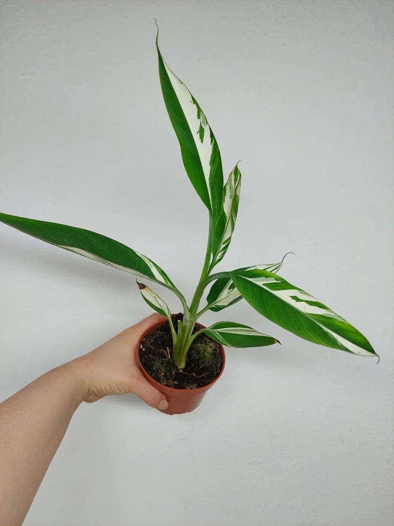 Musa Aeae Kuikawa Variegata