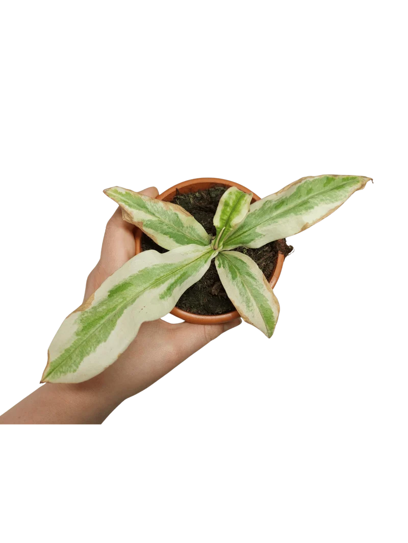 Nepenthes Viking x Ampullaria Variegata