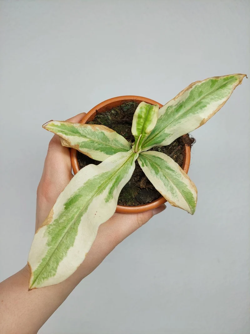 Nepenthes Viking x Ampullaria Variegata