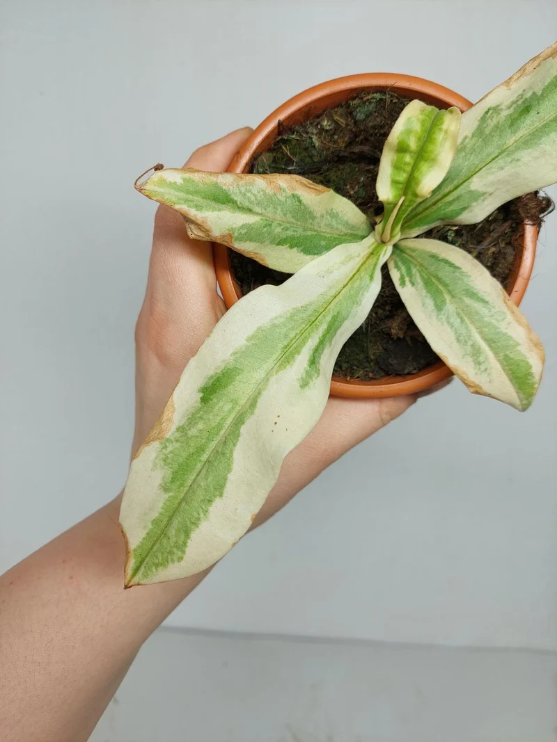 Nepenthes Viking x Ampullaria Variegata