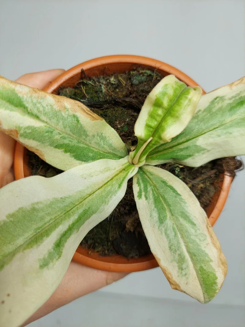 Nepenthes Viking x Ampullaria Variegata