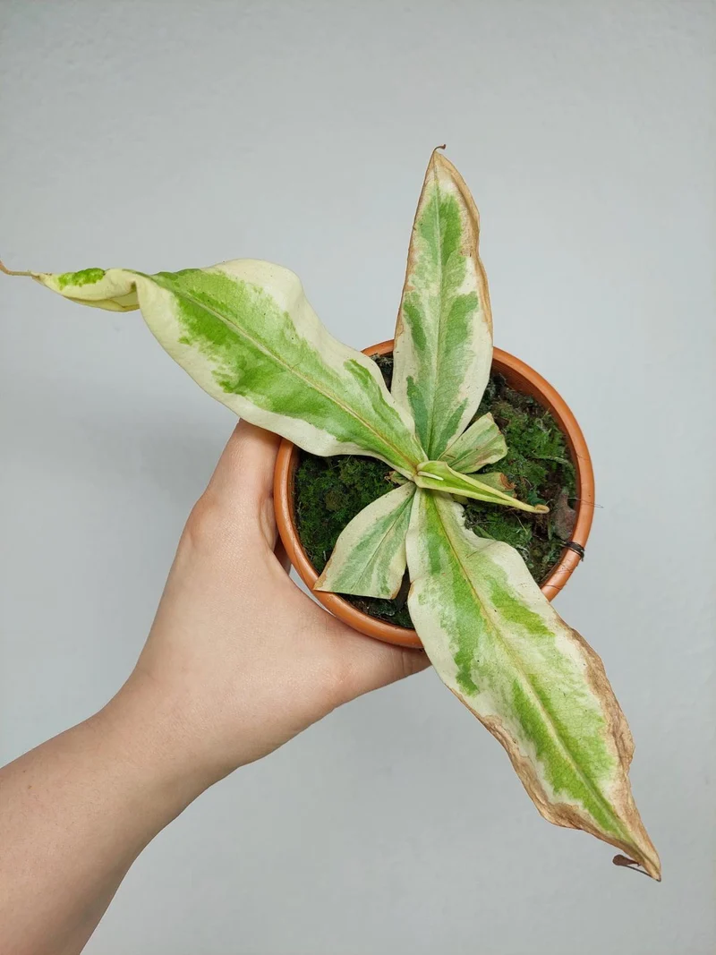 Nepenthes Viking x Ampullaria Variegata
